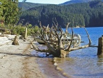 Up rooted stump