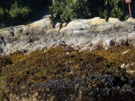 It's best to leave the rocks to the Oyster Catchers.