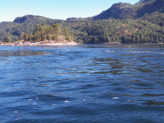 Gobs of foam sit on the water when the rapids are running.  Here, they have thinned out and are small.