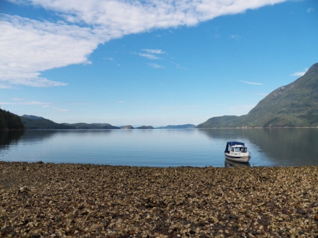 The oysters have choked out most of the native clams, but there are still patches.