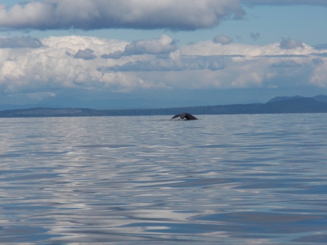 I did stop a few times when I saw something odd on the water.  When it's this flat, you see lots of things.