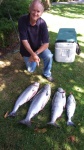 A few fish caught at Thrasher Rock