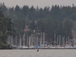 Pod of killer whales entering Friday Harbor!