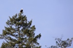 Bald Eagle watching us in Friday Harbor