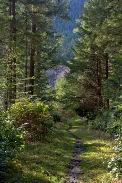 Trail just north of Eagle Harbor