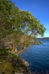 Madrona trees on Cypress