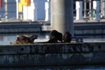 A group of river otters eating crab on the docks in Anacortes is a common sight in the quiet winter months.