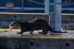 River otter eating crab