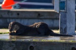 River otter on dock, eating a crab