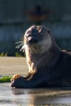 Otter