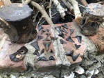 Fossilized whale vertebra and assorted fossil sharks teeth