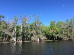 St Johns River birds