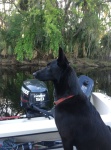 vigilant Dexter on alligator watch-St Johns River