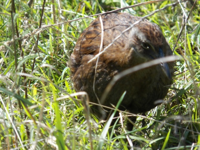 We had to be watchful of the weka, a chicken sized flightless bird that will grab anything (like a tent peg) and run off into the woods to see if what it stole is edible.  If you chase it, it won't drop what it picked up.  Just saying.