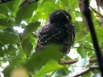 The moreporc, New Zealand's little native owl.