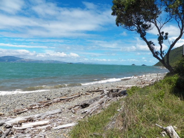 Tropical cyclone Gita came through two days earlier, bringing lots of new stuff for beachcombers.