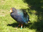 Getting rid of the non-native predators allowed the return of some of the flightless birds like kiwi, weka and takahe.  This is a takahe at our cabin.  They are vegetarian and help keep the lawn mowed.