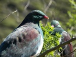 The native pigeon.