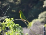 The kakariki (red crowned parakeet).  One tried to land on me.