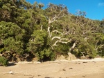 Interesting trees on the shore.