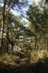 Paved sidewalk leading from the USCG landing in Active Cove to the Lighthouse on Alden Point. Covered with branches and debris from the winter months.