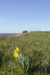 A blooming daffodil approaching the lighthouse