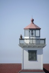 Young eagle perched on the light house railing