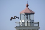 Eagle flying away