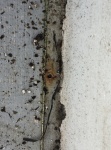 More empty rivet holes with obvious core-rot. Probably have been open for years.