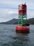 Marker buoy at entrance to Guemes Channel