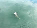 Popeye, the Friday Harbor marina seal