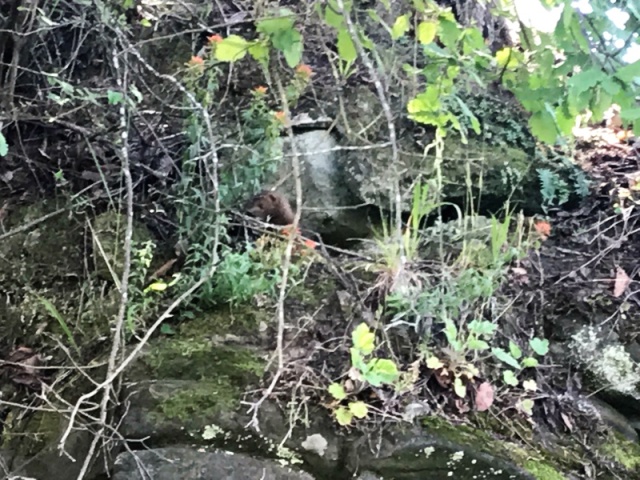 Mink in the center of the photo.  In Conover Cove.