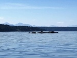 Seals on the reef outside of Conover Cove entrance.