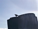 Bald Eagle sitting on pylon near Discovery Marina Campbell River