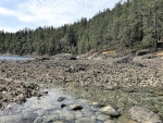 Many Mollusk shells on the drying reefs