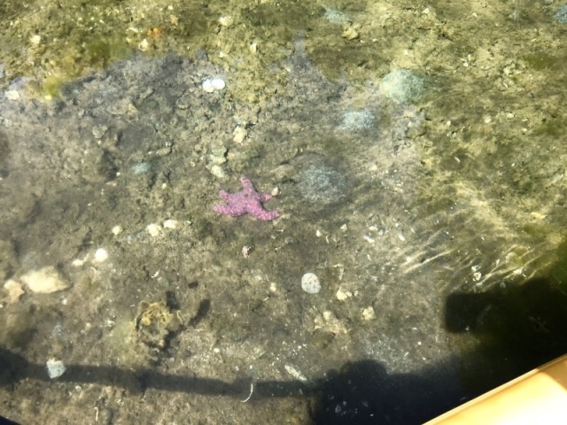Star Fish near the shore in Roscoe Cove