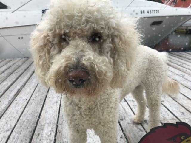 Pierres dog standing outside my cabin window watching me eat lunch