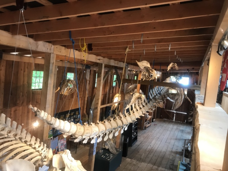 Inside Whale Museum at Telegraph Cove