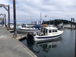 Friday Harbor, a few early birds