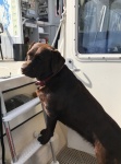 Molly Brown the boat dog!