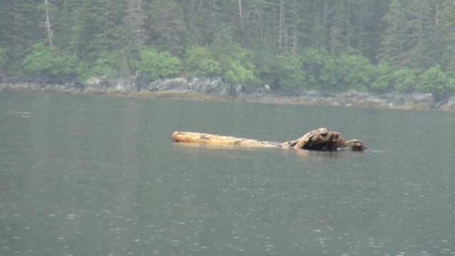 Very large log.  Good reason to limit night travel