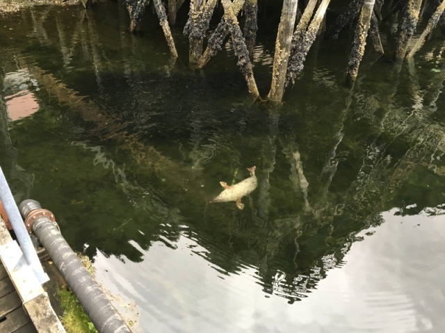 Seal after herring at Pelican Marina