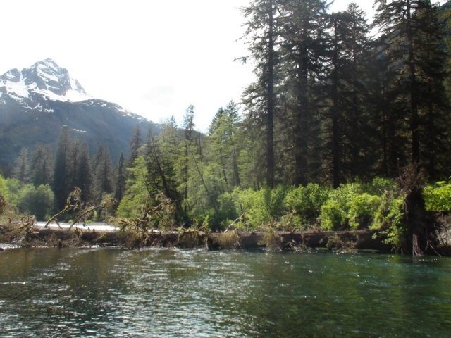 Large tree blocking the river Ive gone up many times in the Mokai in past years