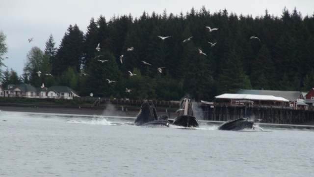 Whales bubble feeding in front of Hoonah, Icy Point restored cannery