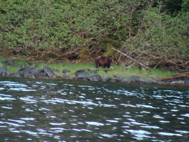 One more large bear, Waterfall Cove