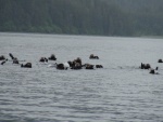Sea otters Dundas Bay