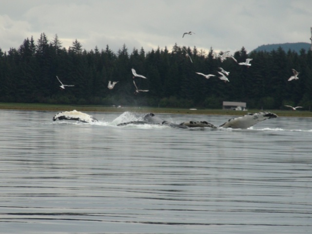 Port Fredrick near Hoonah.  This is near the time we were in the bubbles of the whales