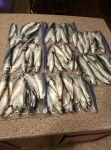 Our Herring Catch (bait fish)