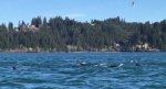 Sea Lions chasing Herring