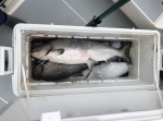 This really is a big ice chest! 8/2/2020